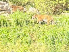 -北京野生动物园