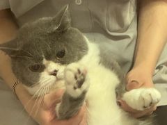 -瑞鹏宠物医院·骨科·猫科·内科(第一中心)