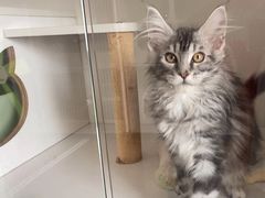 -Bastet sally猫舍购宠(静安店)