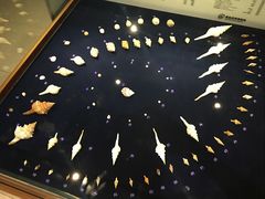 -青岛贝壳博物馆