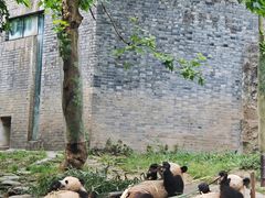 -都江堰中华大熊猫苑