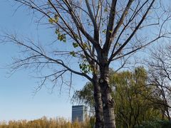 -莲花池公园