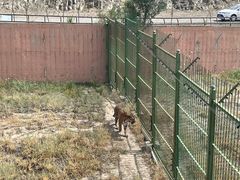 -新疆天山野生动物园