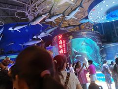 -烟台海昌鲸鲨海洋公园