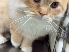 -瑞派·关忠动物医院·猫专科·犬专科(三环新城店)