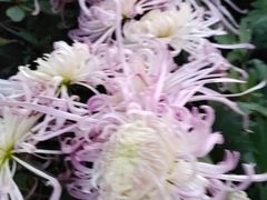 -杭州植物园