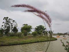 -江门古劳水乡旅游区