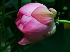 -陈家山荷花公园