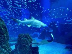 -海合安成都极地海洋公园