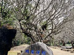 -云南勐巴娜西珍奇园