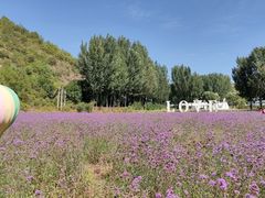 -紫海香堤香草艺术庄园