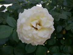 -意大利农场度假村