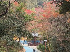 -黄埔油麻山森林公园