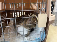 -瑞鹏宠物医院·骨科·猫科·内科(第一中心)