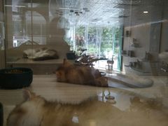 -飞行喵MR PILOT|猫舍·猫咖(静安大融城店)