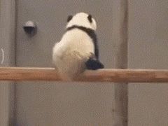 -成都动物园