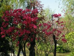 -南汇桃花村
