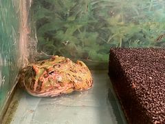 -上海大自然野生昆虫馆(东方明珠·爬宠昆虫探索中心)