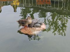 -龙华素斋(龙华路店)