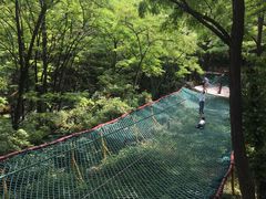 -原山国家森林公园