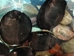 -渔洲情海鲜酒家