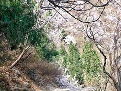 -北京鹫峰国家森林公园