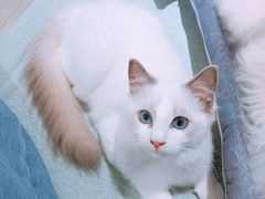 -喵的天空名猫咖啡馆·撸猫·猫舍·用品