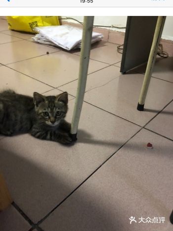 这只喵从一个清秀的小伙子长成了一个墩实的大胖子