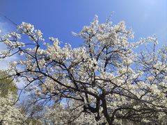 -石家庄市植物园