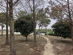 -春花秋色城市公园