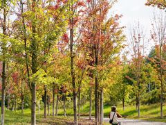 -白鹭湾湿地公园