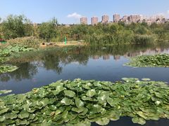 -前关湿地公园