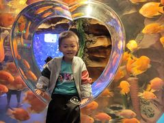 -芜湖新华联大白鲸海洋公园