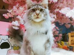 -70cat德文卷毛猫·缅因猫纯种猫舍
