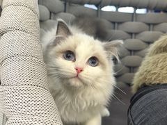-lincat·猫舍(广州店)