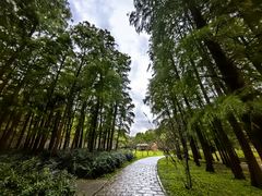 -上海共青森林公园