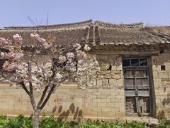-莱阳濯村樱花园