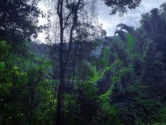 -西双版纳原始森林公园