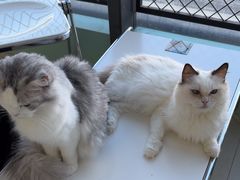 -怪兽屋·羊驼·猫咖·狗咖(俊华广场店)