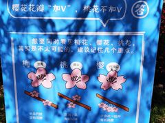 -高东镇樱花园