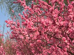 -石家庄市植物园