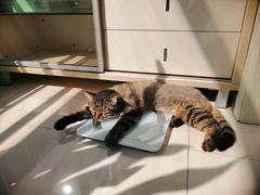 -宠爱国际动物医院· 猫科· 外科·中兽医(长白店)