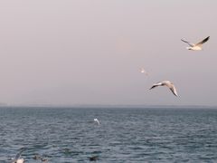 -深圳湾公园(南山区)