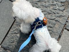 -悠尼宠物·独立低压伊珊娜洗护·美容·寄养(兰谷路店)