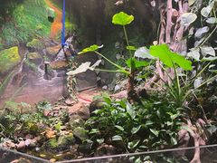 -正佳雨林生态植物园