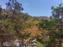 -木兰云雾山