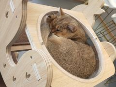-飞行喵MR PILOT|猫舍·猫咖(静安大融城店)