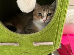 -BABIT巴比特宠物(MOMOPARK店)