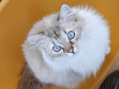 -有喵·猫咖·狗咖·30几只猫10只小狗(岗厦店)