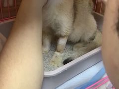 -喜多萌中农锦绣动物医院24H·猫科·牙科MRI·CT